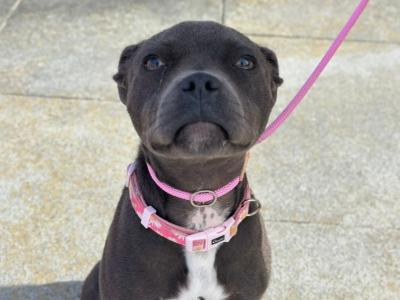 Penny is an IKC Registered Blue female Staffordshire Bull Terrier puppy 8 months old in Wexford
