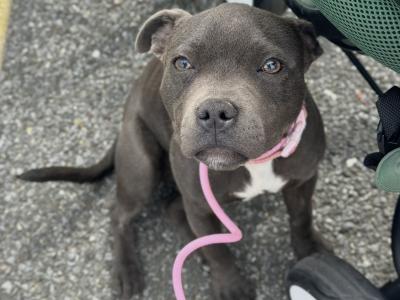 Blue female Staffy - Penny - in Wexford