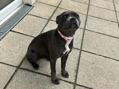 Blue female Staffy - Penny - in Wexford