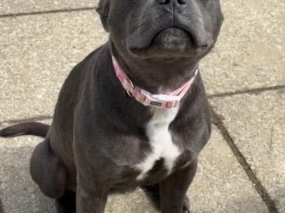 Blue female Staffy - Penny - in Wexford