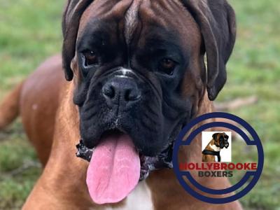 Health tested Quality IKC registered Male