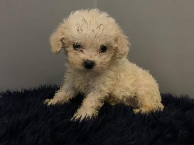 * MALE IS AVAILABLE NOW* Beautiful Teddy Bear (Shih Tzu x Bichon Frise) puppies in Kerry