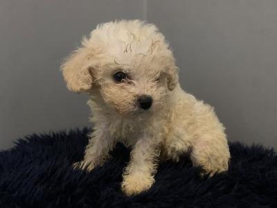 * MALE IS AVAILABLE NOW* Beautiful Teddy Bear (Shih Tzu x Bichon Frise) puppies in Kerry