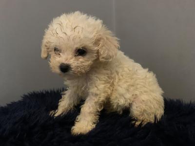 * MALE IS AVAILABLE NOW* Beautiful Teddy Bear (Shih Tzu x Bichon Frise) puppies in Kerry