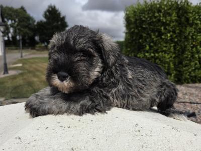 Schnauzer miniature puppies