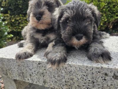 Schnauzer miniature puppies