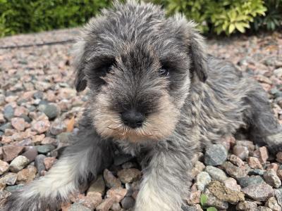 Schnauzer miniature puppies