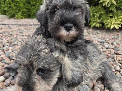 Schnauzer miniature puppies