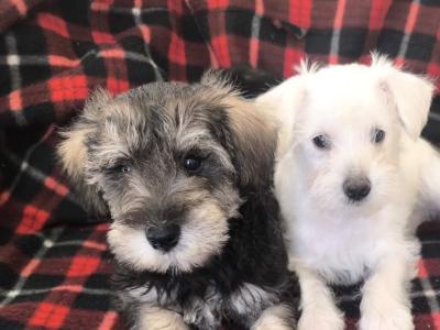 Miniature Schnoodle (Poodle x Schnauzer) puppies in Wexford
