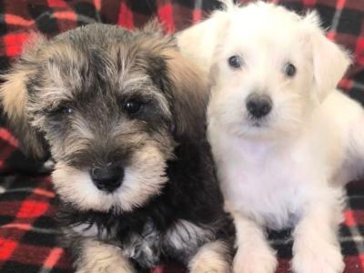 Miniature Schnoodle (Poodle x Schnauzer) puppies in Wexford