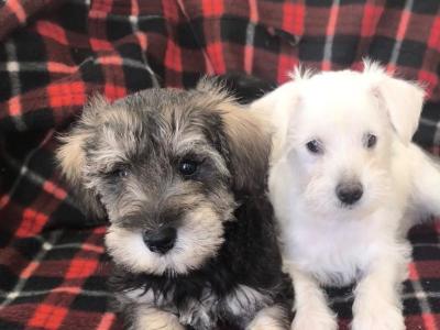 Miniature Schnoodle (Poodle x Schnauzer) puppies in Wexford