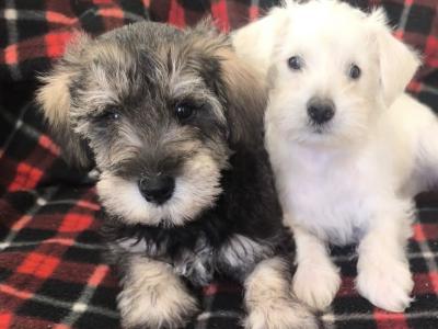 Miniature Schnoodle (Poodle x Schnauzer) puppies in Wexford