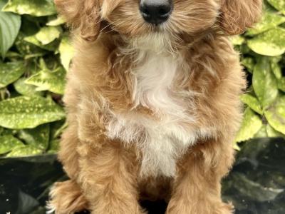 Cockapoo puppies in Cavan