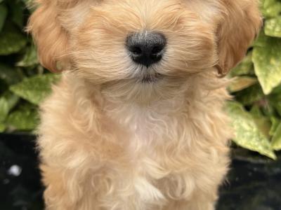 Cockapoo puppies in Cavan