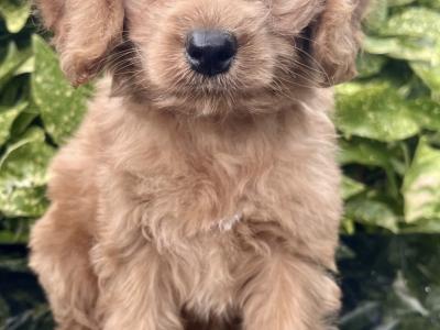 Cockapoo puppies in Cavan