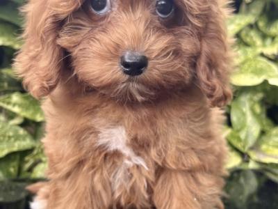 Cockapoo puppies in Cavan