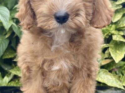 Cockapoo puppies in Cavan
