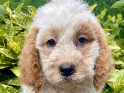 Cockapoo puppies in Cavan