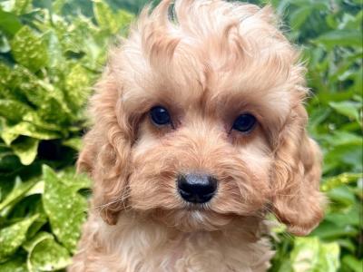 Cockapoo puppies in Cavan