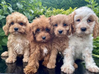 Cockapoo puppies in Cavan