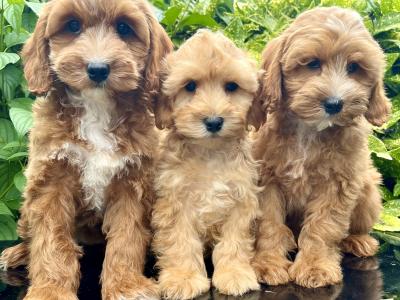 Cockapoo puppies in Cavan