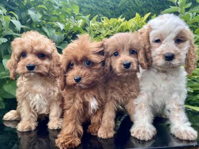 Cockapoo puppies in Cavan