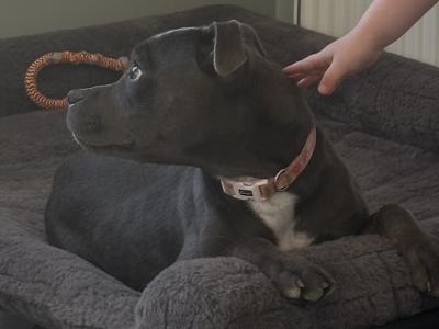 Blue female Staffy - Penny - in Wexford