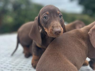 Miniature Dachshund puppies in Cavan