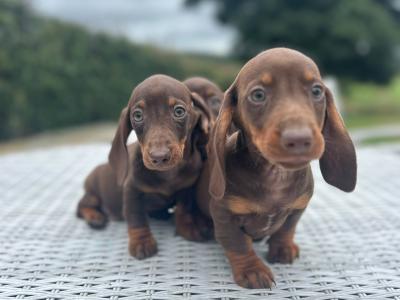 Miniature Dachshund puppies in Cavan