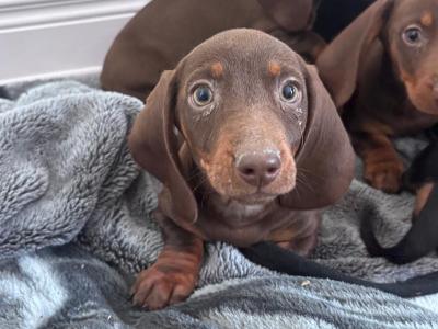 Miniature Dachshund puppies in Cavan
