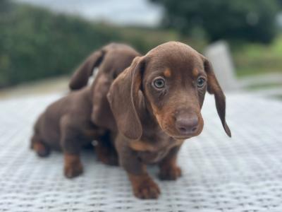 Miniature Dachshund puppies in Cavan