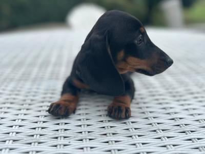 Miniature Dachshund puppies in Cavan