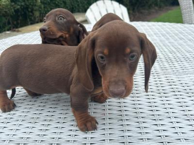 Miniature Dachshund puppies in Cavan