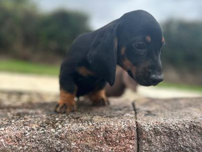 Miniature Dachshund puppies in Cavan