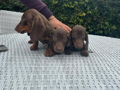 Miniature Dachshund puppies in Cavan