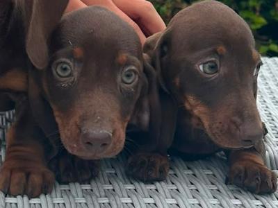 Miniature Dachshund puppies in Cavan