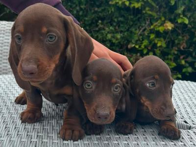 Miniature Dachshund puppies in Cavan