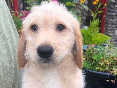 Labradoodle pups for sale in Cork
