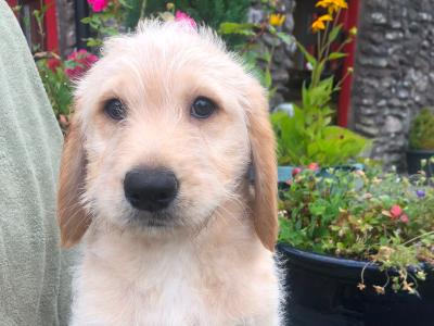 Labradoodle puppies for sale in Cork