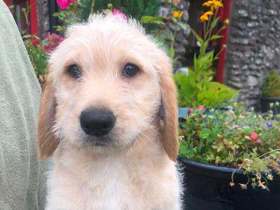 Labradoodle puppies for sale in Cork