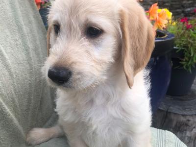 Labradoodle pups for sale in Cork