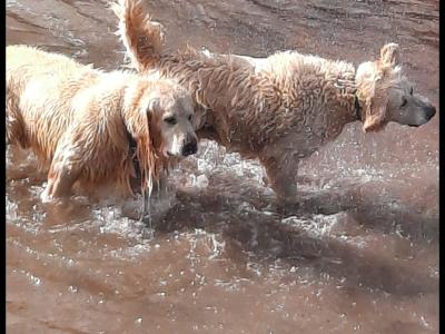 Golden Retriever puppies in Waterford