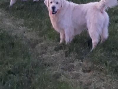 Golden Retriever puppies in Waterford