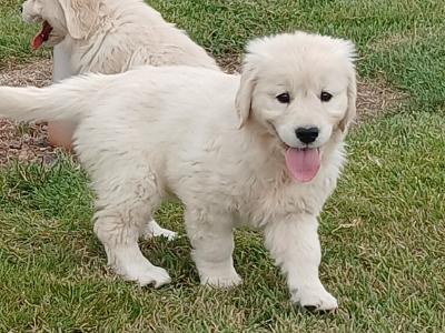 Golden Retriever puppies in Waterford