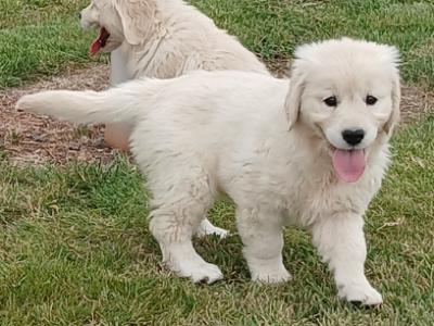 Golden Retriever puppies in Waterford