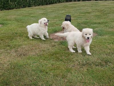 Golden Retriever puppies in Waterford