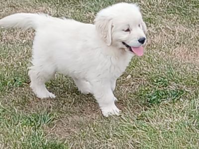 Golden Retriever puppies in Waterford