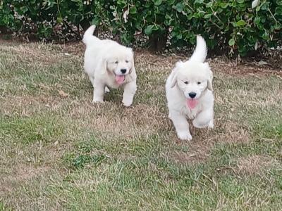 Golden Retriever puppies in Waterford