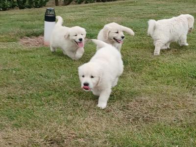Golden Retriever puppies in Waterford