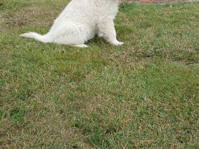 Golden Retriever puppies in Waterford